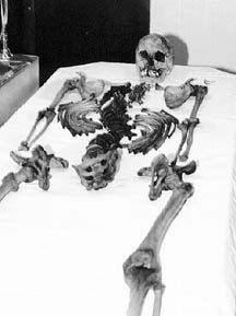 reconstructed skeleton